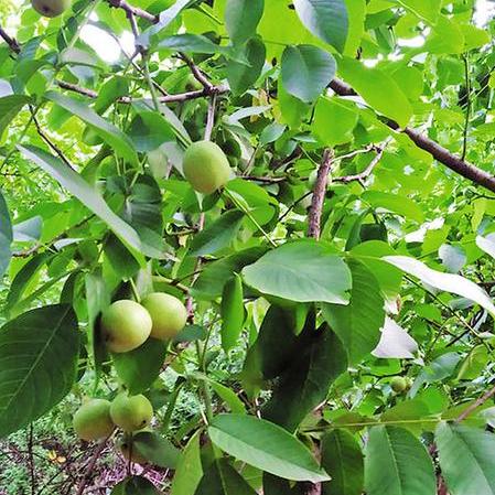 西安市市花相关长尾关键词有哪些