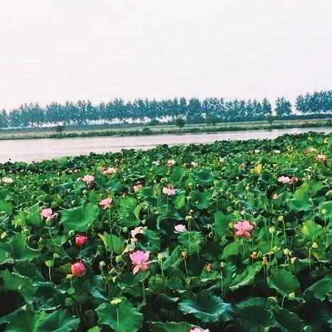 武汉市什么公园荷花多