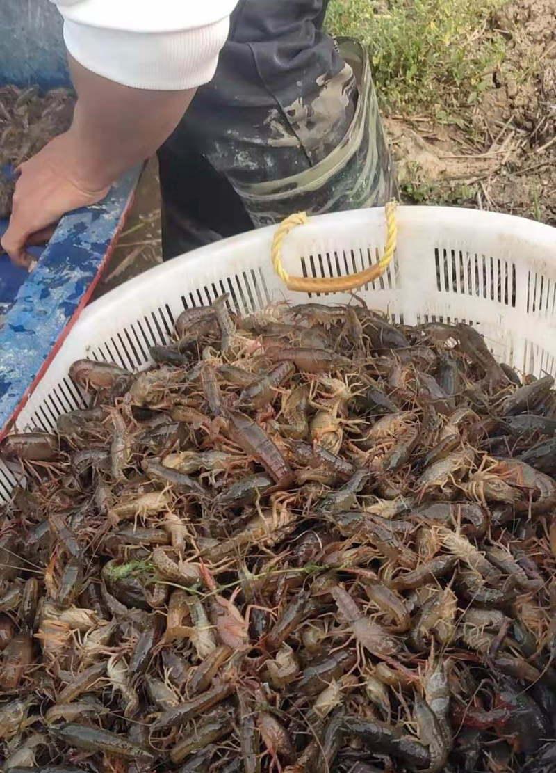 快赚现在货拉拉能不能挣钱