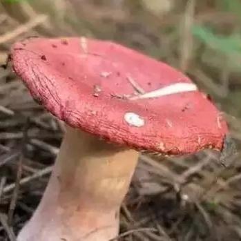 桂林市的麻辣面有哪些店