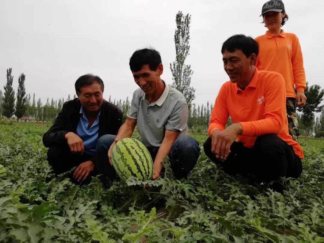 梧桐树的种类及图片,上海梧桐品种?"