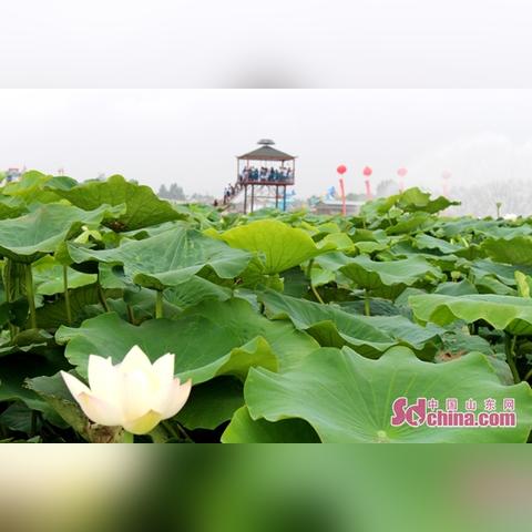 济南市场甲鱼电话多少钱