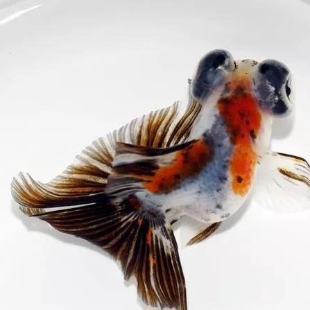 [苏州开店手艺]相关长尾关键词有哪些