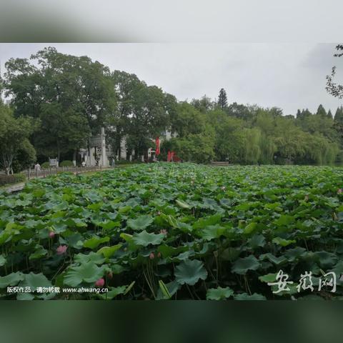 合肥荷花节演出相关长尾关键词有哪些