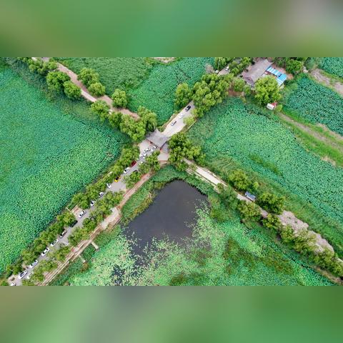 济南市新白鹤叫什么