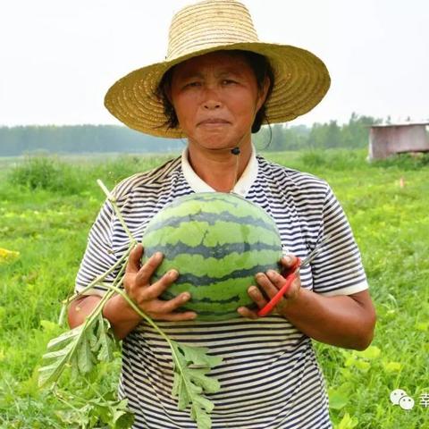 合肥市种西瓜怎么样