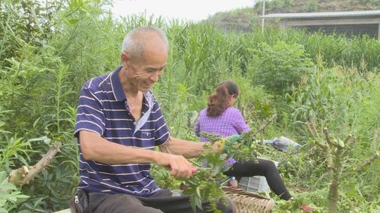 重庆垫江：培育扶贫创业致富带头人让贫困群众就近就地就业