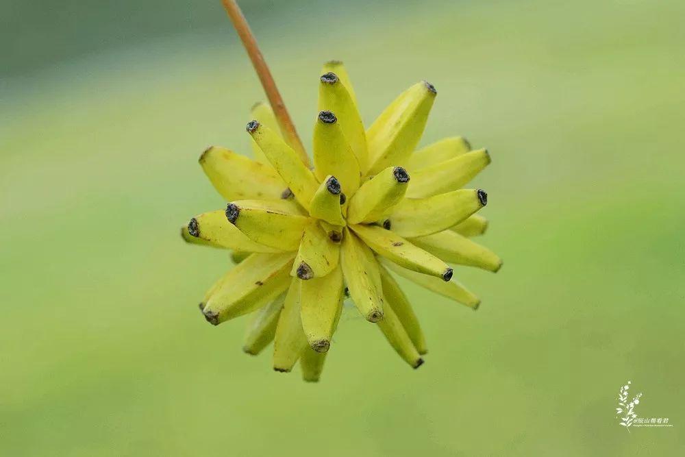 珙桐花寓意,含金量高的植物排行?