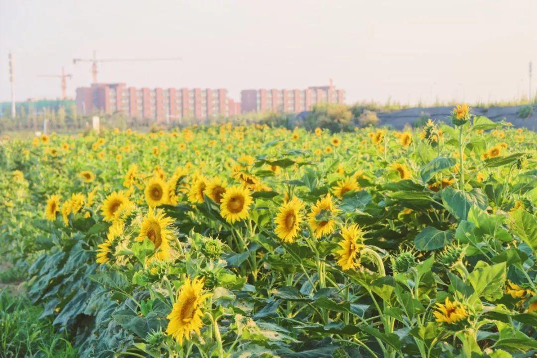 盆栽向日葵花期结束,向日葵不开花暗示?"