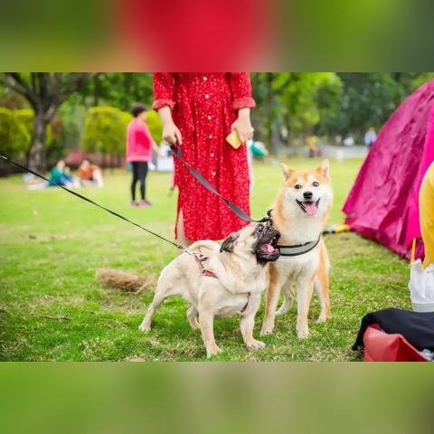 哈尔滨市大型禁养犬有哪些