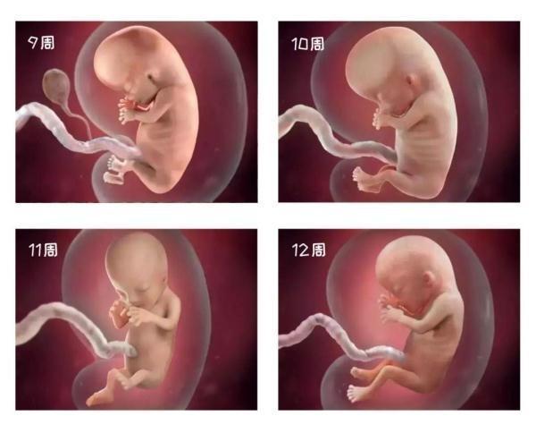 13个会影响胎儿发育的因素