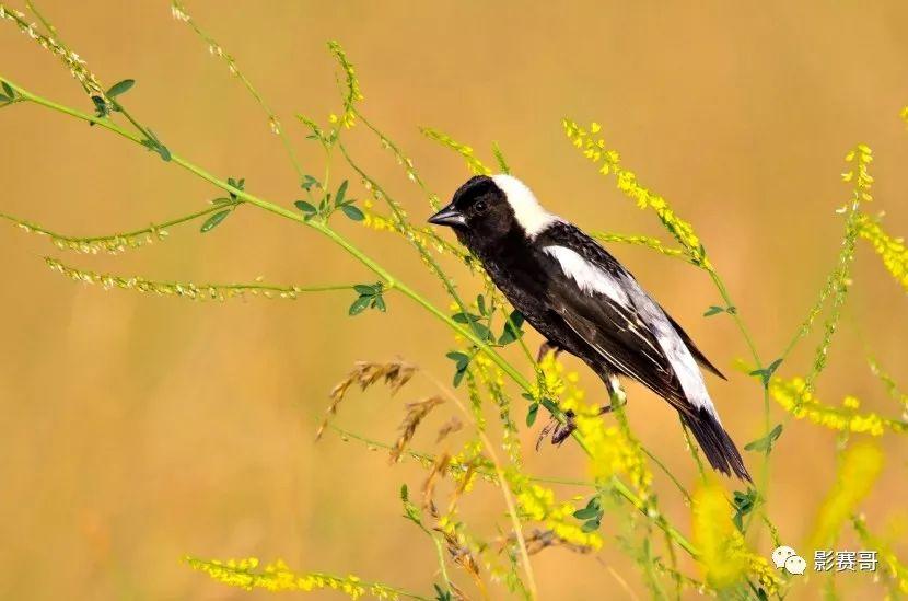 ## Captivating Plants That Attract Hummingbirds: Create a Vibrant Garden Oasis