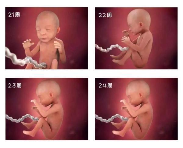 18-24个月宝宝生长发育特征