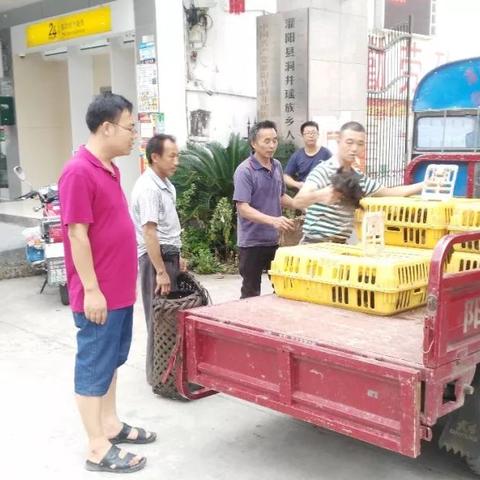 桂林市鸡苗市场在哪里
