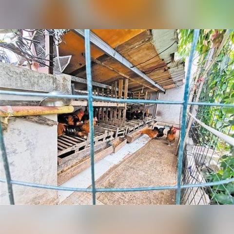 福建鸽子什么价格