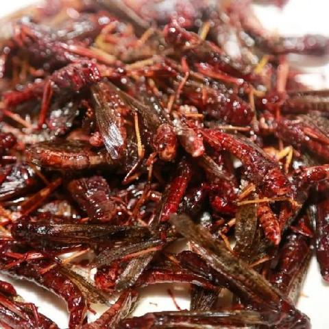 瓶子里放两只蚂蚱，放到阳台上晒太阳。这算生态系统吗？