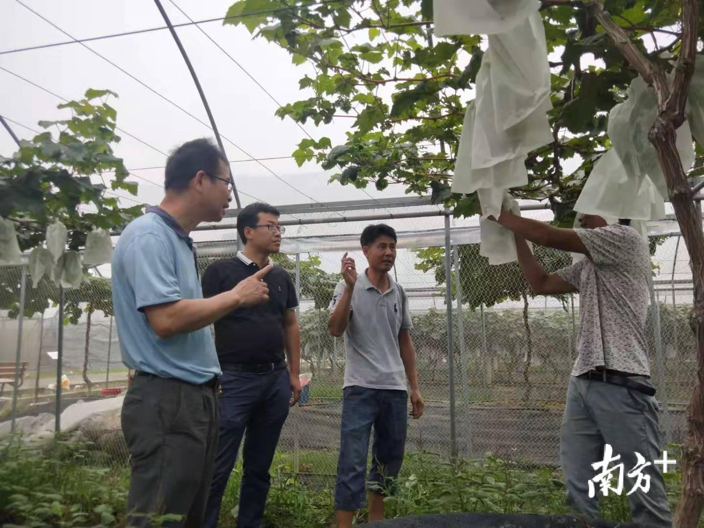 盆栽葡萄养殖技术视频,有什么是你去了保加利亚才知道的?