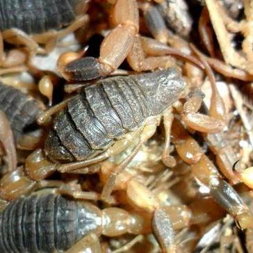 临沂市羊蝎子的长尾关键词有哪些