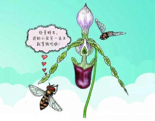 长瓣兜兰的骗局