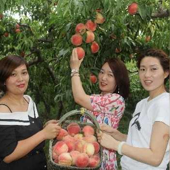 河南种桃子怎么样