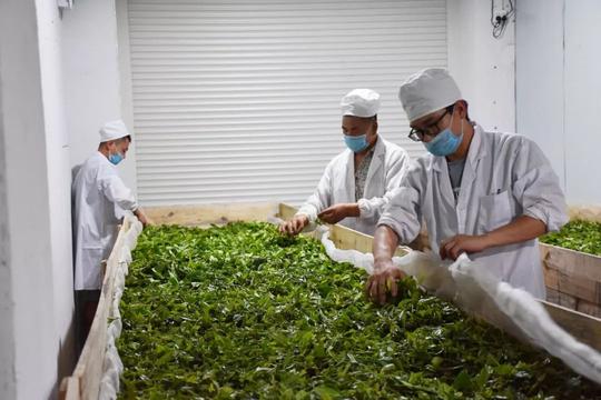 投产一年带动160户贫困群众增收白河这家茶企是怎么做到的
