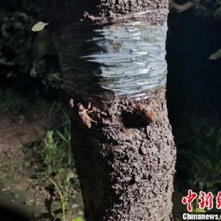 济南市哪里有养金蝉的