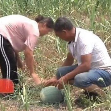 河南都种什么西瓜？