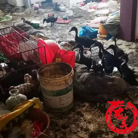 哈尔滨胖蛋相关长尾关键词有哪些