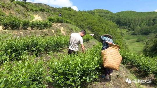 「创业」尤溪这位退伍军人，回乡种植这个！带村民走上致富路