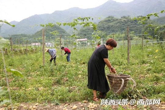 镇坪80后女大学生返乡种地养猪，11年投千万，致富不忘乡邻