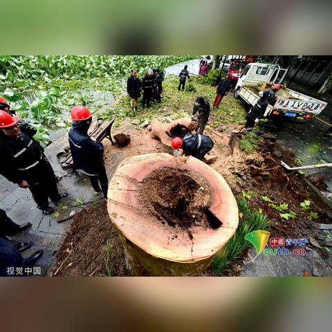 杭州市大树路属于哪个区