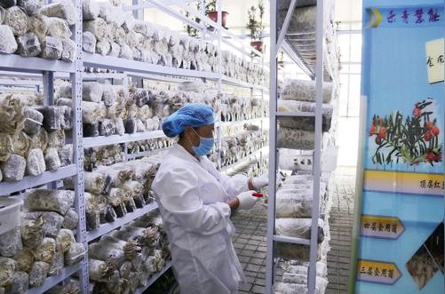 一个神奇的“植物工厂”！串起食用菌、花卉绿植、新能源等7类产品