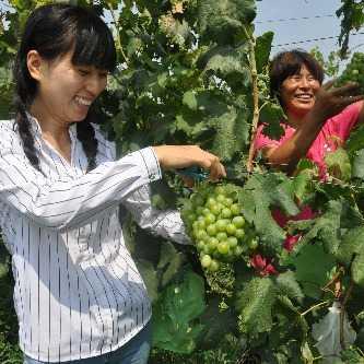 河南灵宝公司怎么样