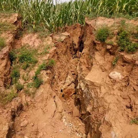 大连市致正学校怎么样