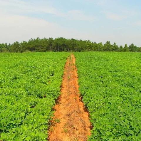 河南周口市哪里种花生多