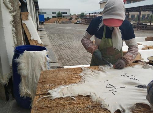 「点赞新宁夏」滩羊之乡，多彩盐池！如何将单一养殖变为产业发展？