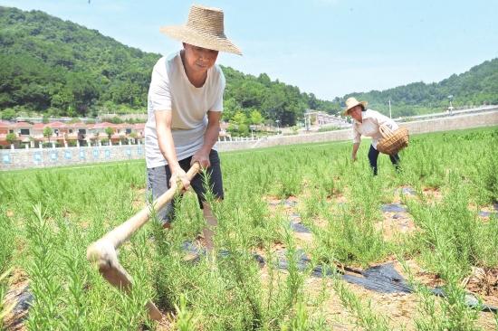 迷迭香种植,迷迭香可以在家里盆栽吗?