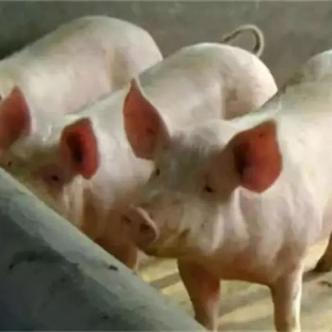 【杭州今日生猪价格】2025年5月27日杭州生猪价格是多少