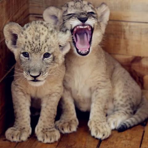 长沙城际到动物园相关长尾关键词有哪些