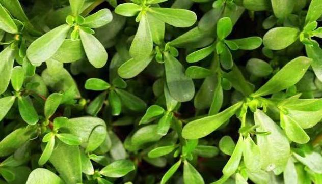 原神草元素怎么打开（有什么方法可以减少长白头发）