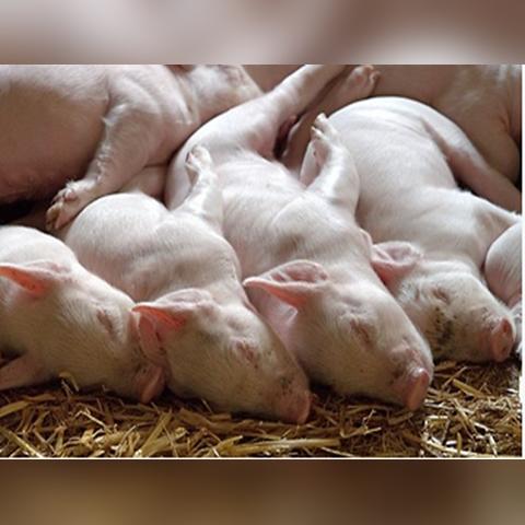 猪肉干南宁的相关长尾关键词有哪些