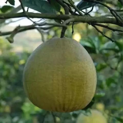 垫江县黄沙镇至垫江县沙河乡有多少公里？