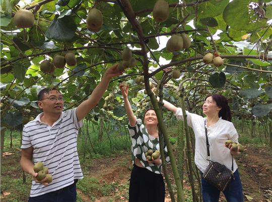 雨城区大学生返乡创业种植猕猴桃跟随父亲助力家乡走上致富路