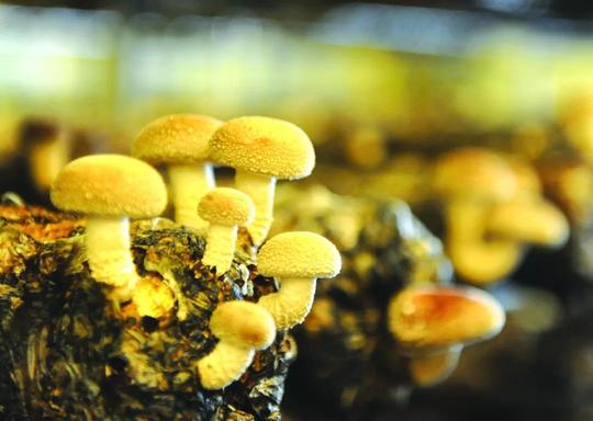 壮丽70年·辉煌七十事㊳|菌菇飘香溢武川——70年武义食用菌篇