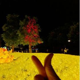 2021青秀山中秋灯展走哪个门？