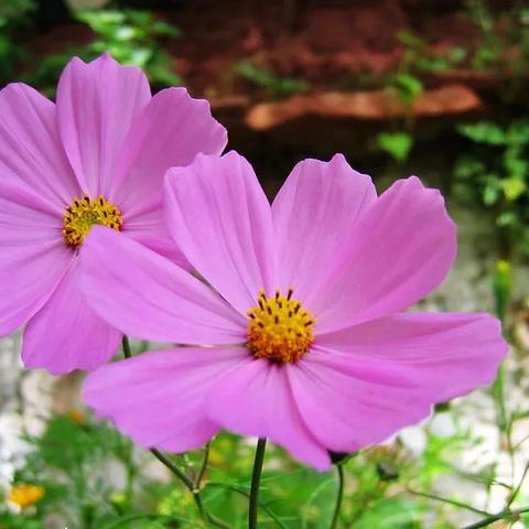 昆明市山景别墅区在哪里