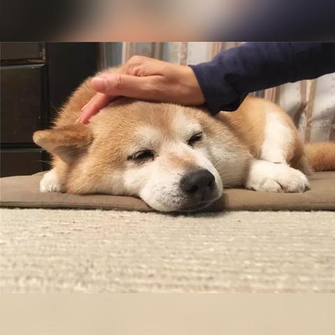 哈尔滨市柴犬领养电话是多少