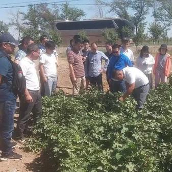 人工智能采棉花机是什么