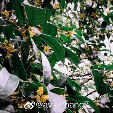 成都市卖荷花的地方在哪里