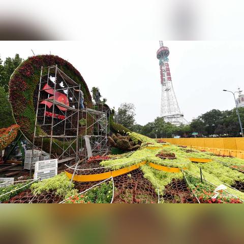 鸽子王济南市哪里有卖的